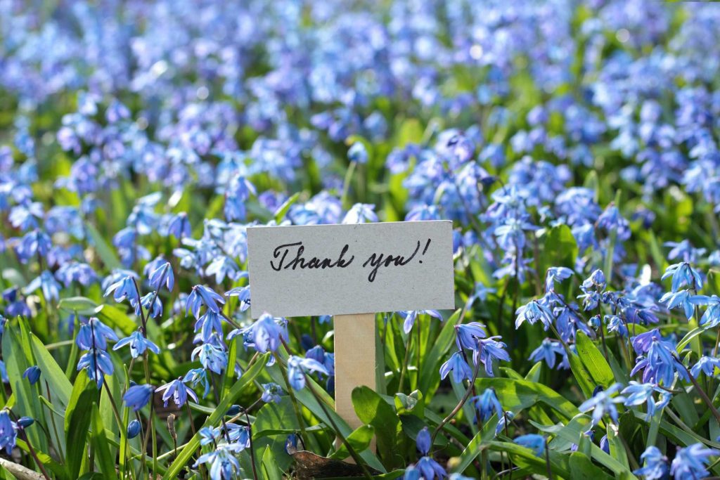 Thank you card placed among flowering bluebells.